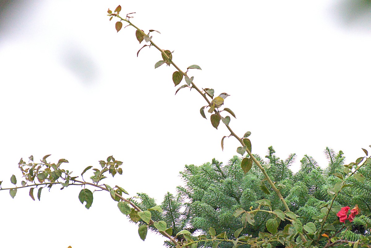 Green-backed Becard - ML221579091