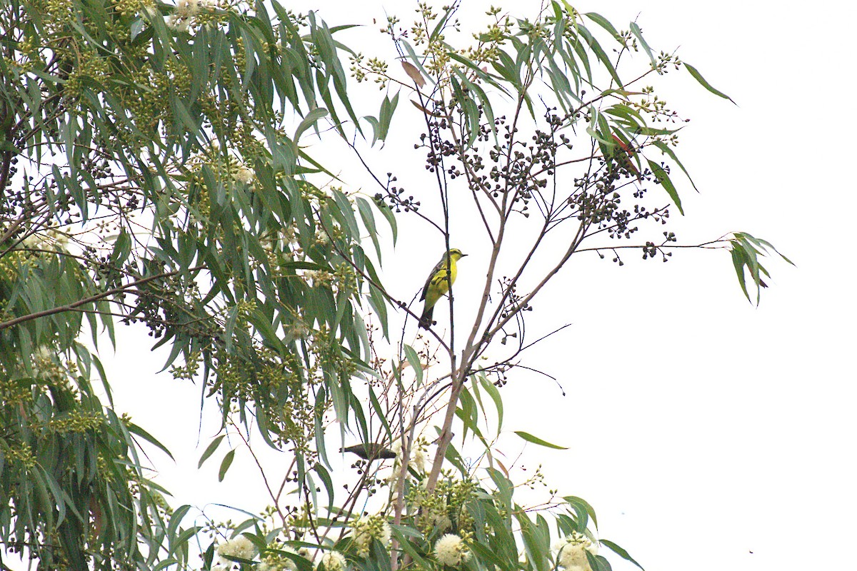 Yellow-browed Tyrant - ML221579311