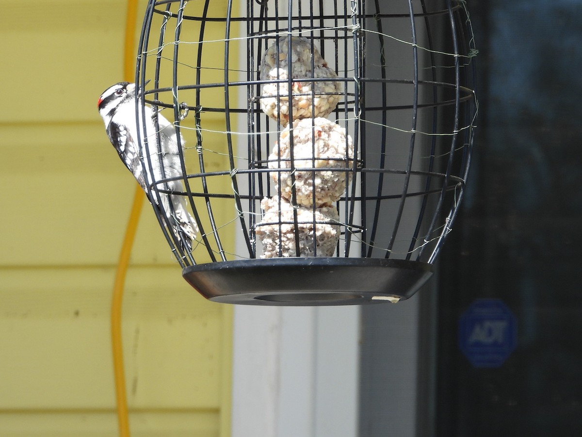 Downy Woodpecker - ML221579581
