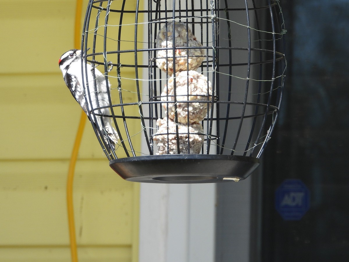 Downy Woodpecker - ML221579581