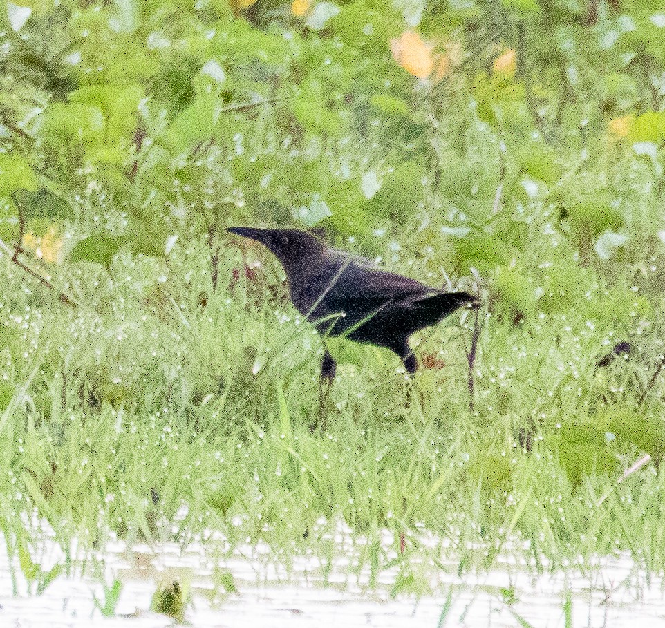 Great-tailed Grackle - Susan Mac