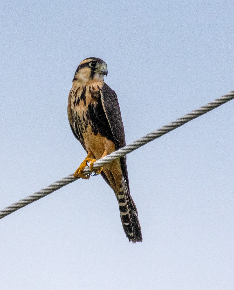 Aplomado Falcon - ML221580721