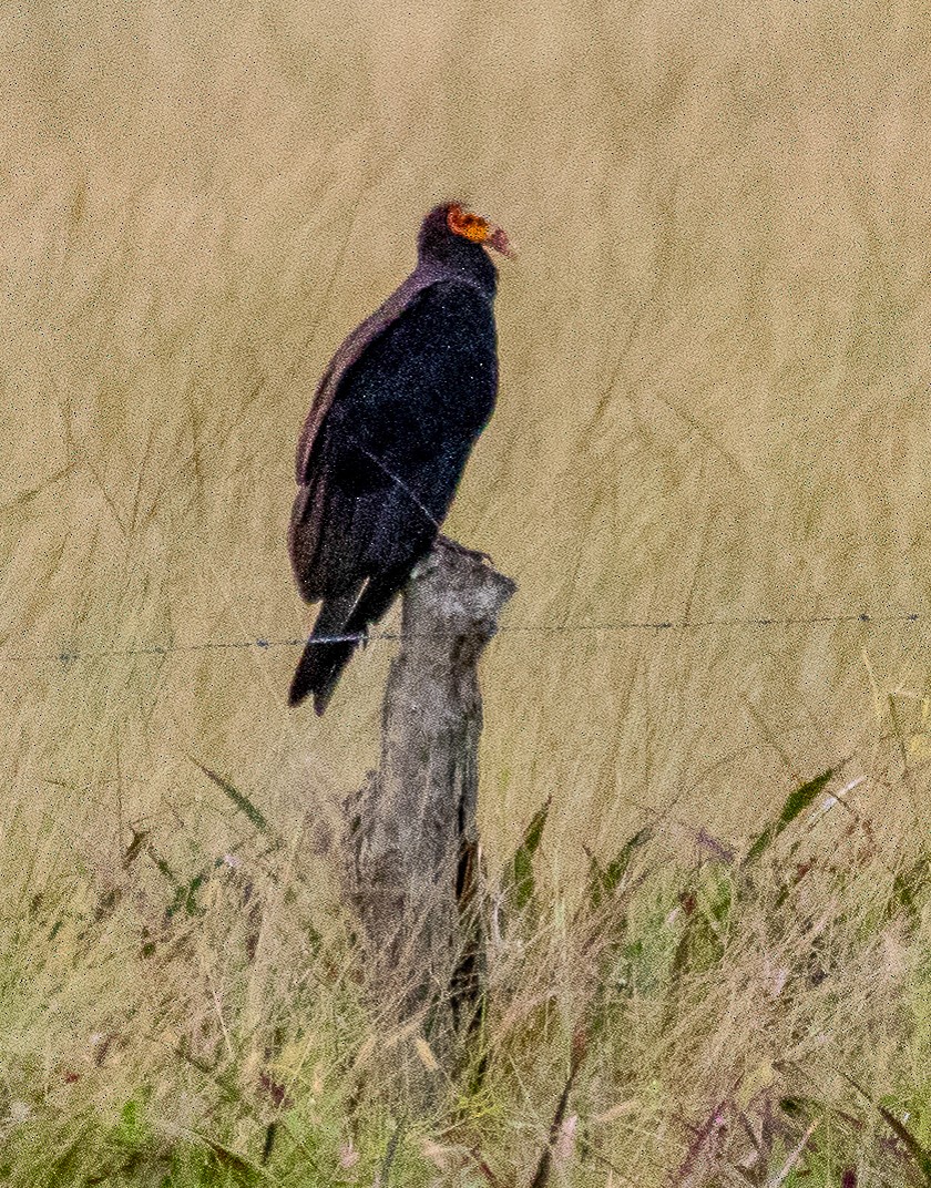 Lesser Yellow-headed Vulture - ML221581621