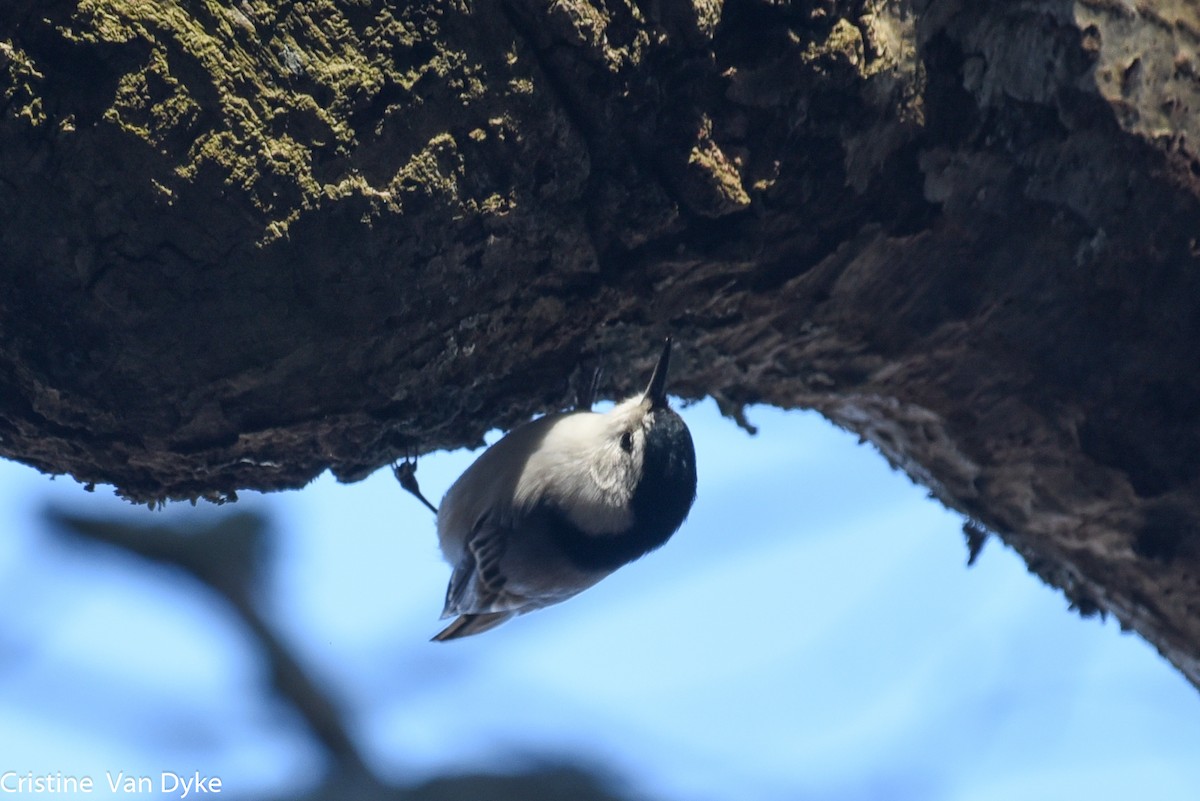 White-breasted Nuthatch - ML221581691