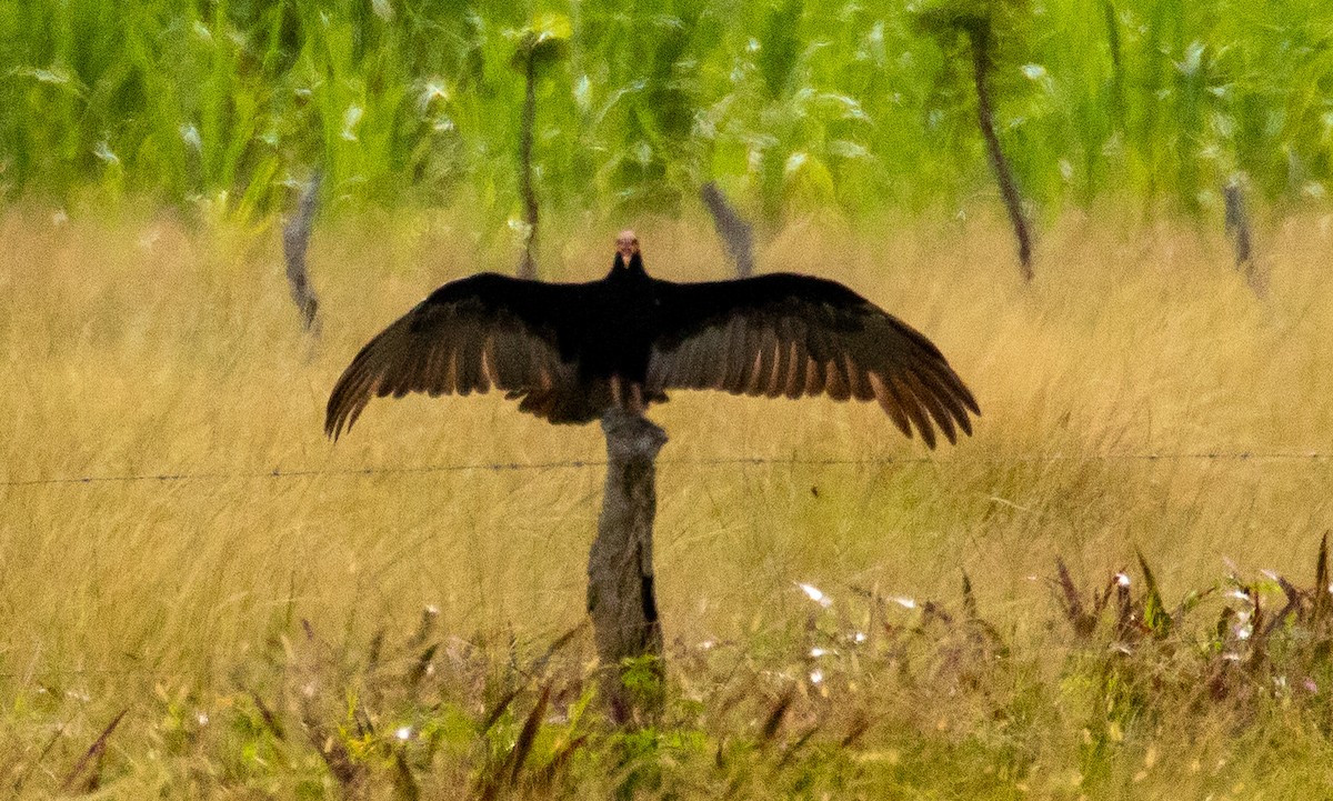 Lesser Yellow-headed Vulture - ML221582021