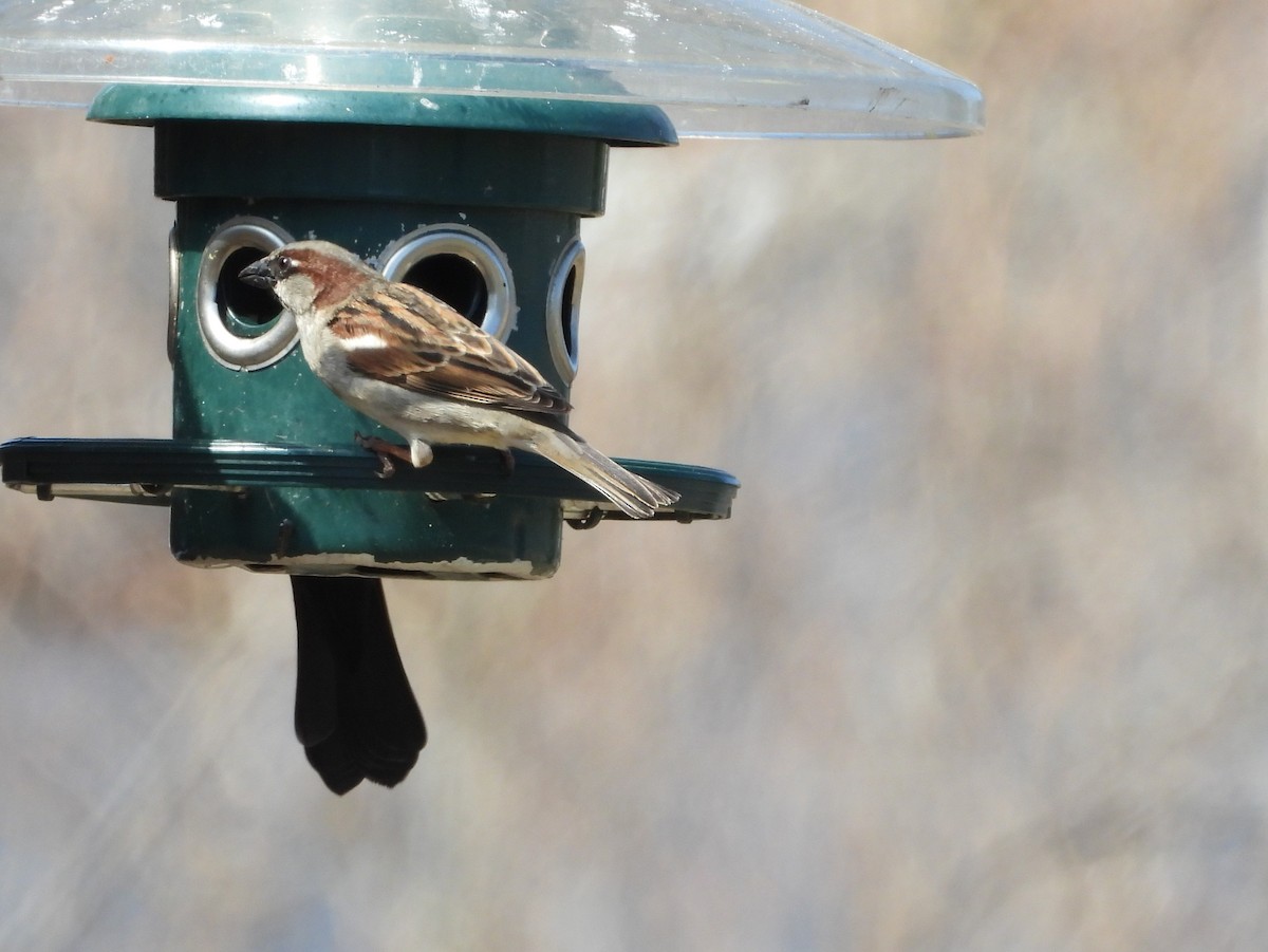 Moineau domestique - ML221582411