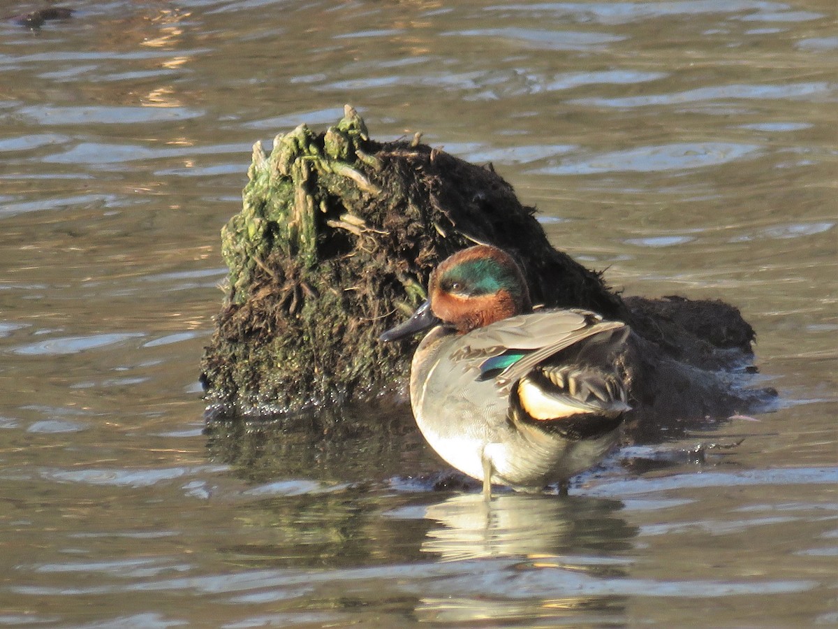 Green-winged Teal - JamEs ParRis