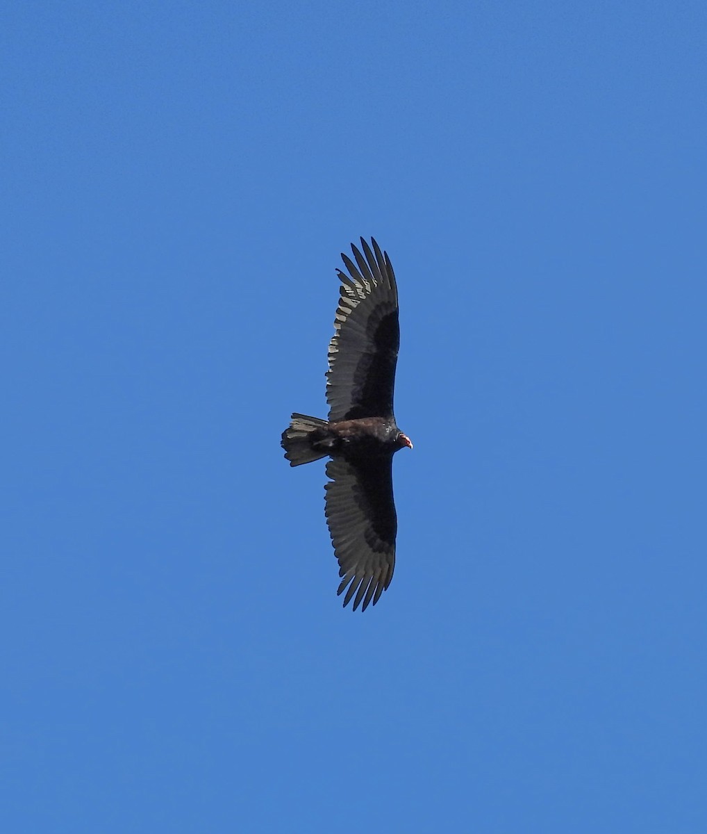 Turkey Vulture - Vic Zerbi