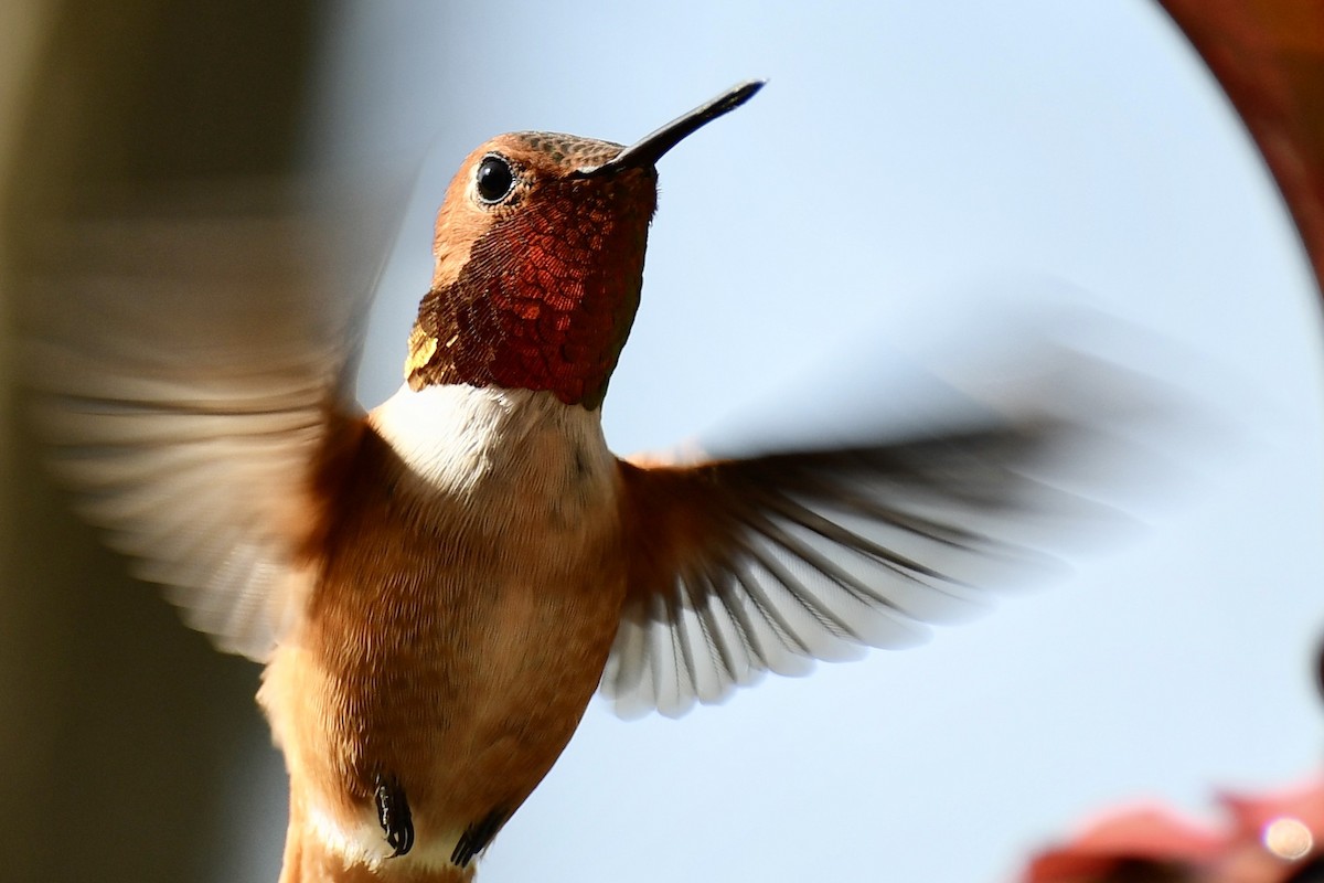 Rufous Hummingbird - ML221585941