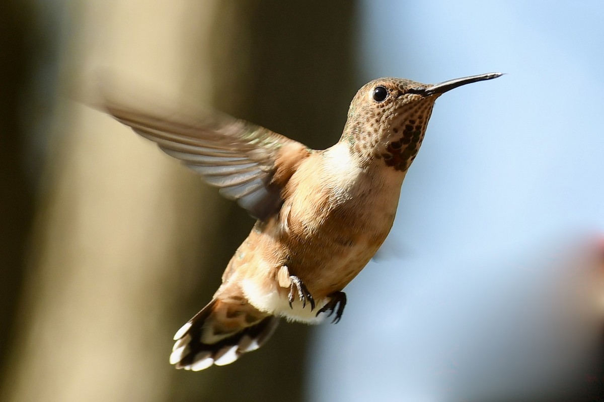 Rufous Hummingbird - Epi Shemming