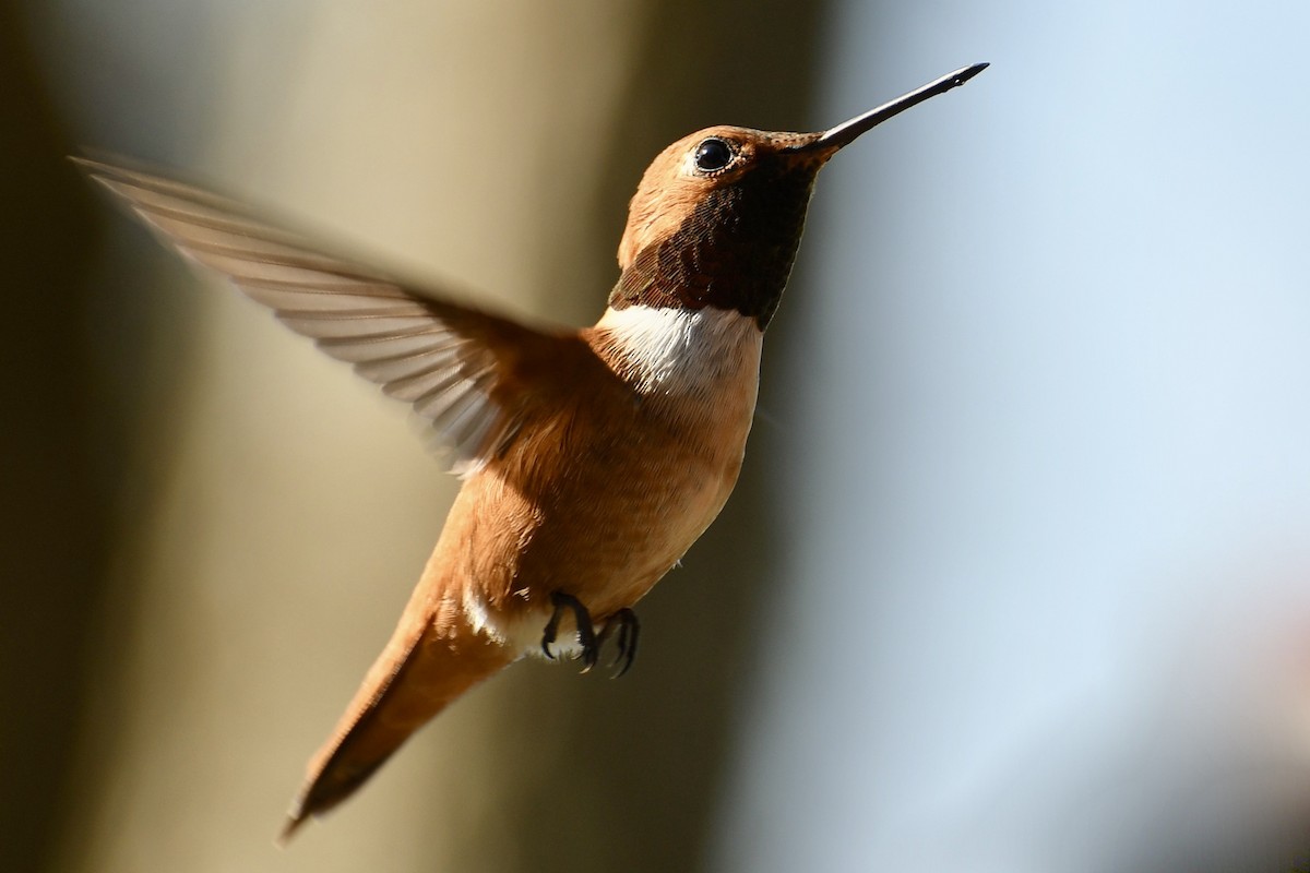 Rufous Hummingbird - ML221585971