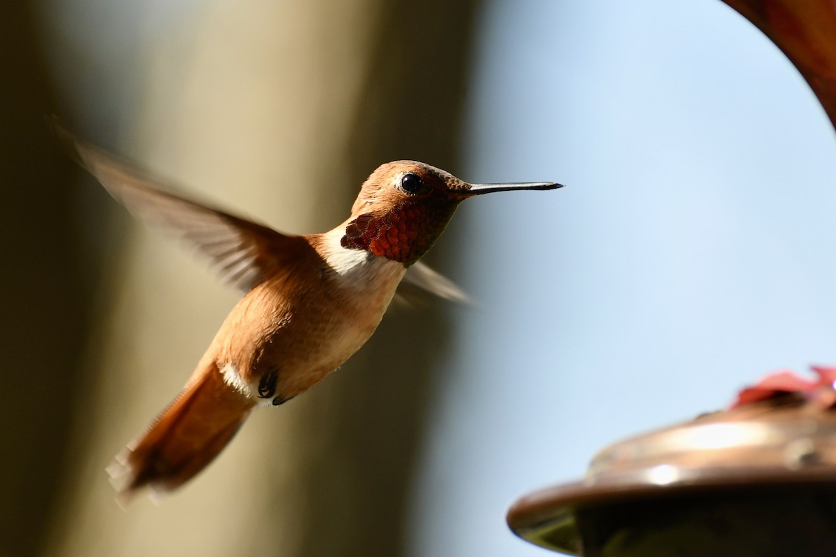 Rufous Hummingbird - ML221585991