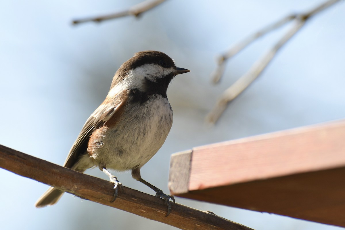 Mésange à dos marron - ML221586061