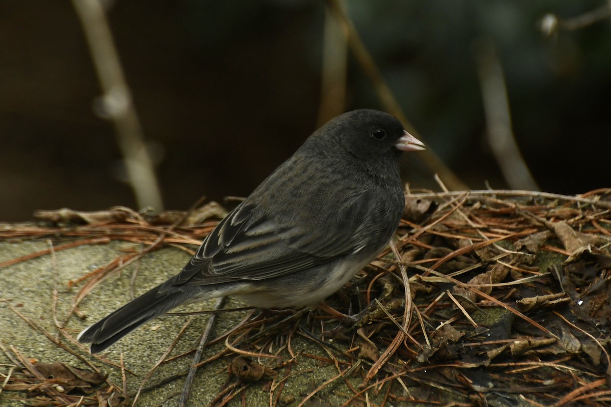 Dark-eyed Junco (Slate-colored/cismontanus) - ML221586531