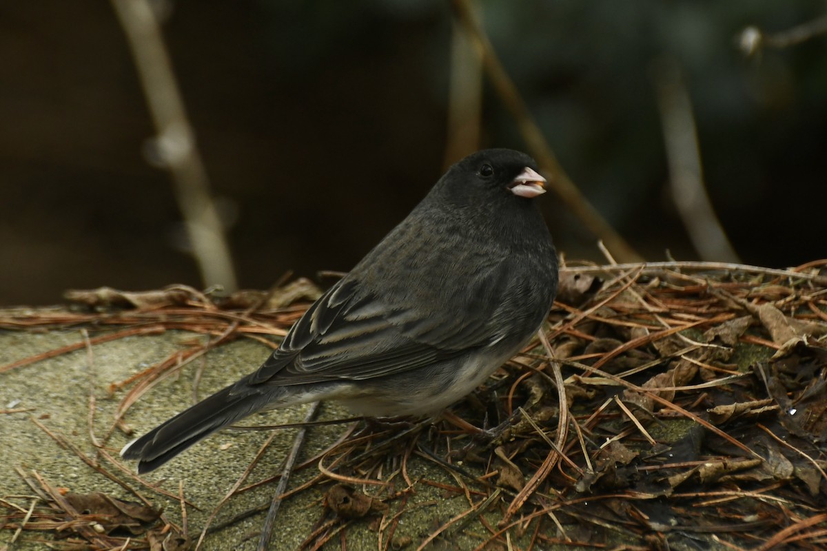 Dark-eyed Junco (Slate-colored/cismontanus) - Epi Shemming