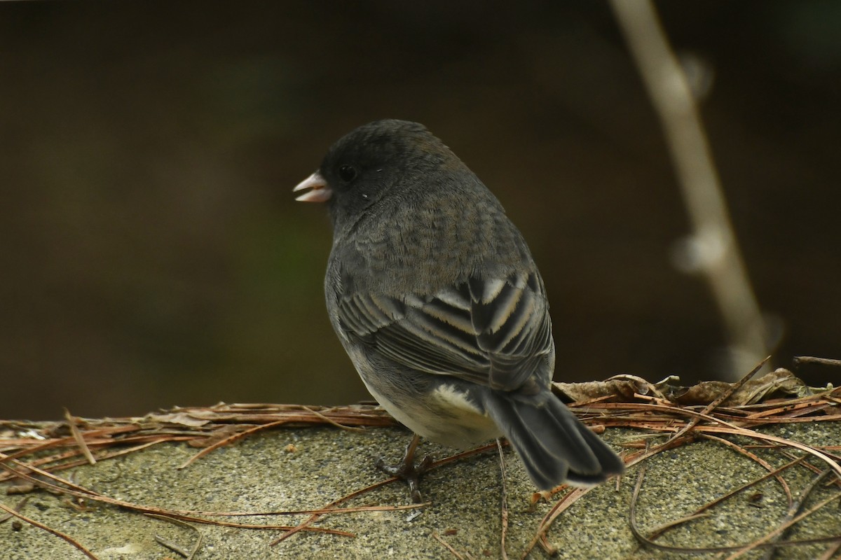 Junco ardoisé (hyemalis/carolinensis/cismontanus) - ML221586551