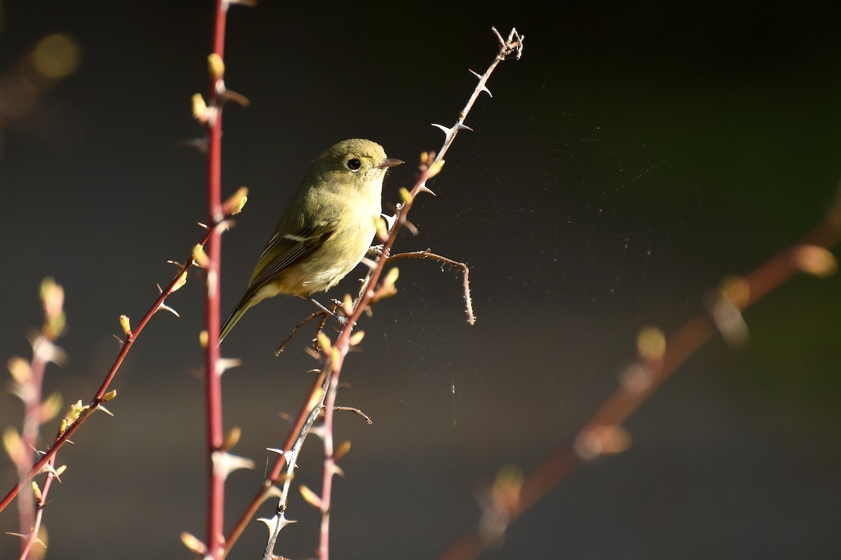 Hutton's Vireo - ML221586841