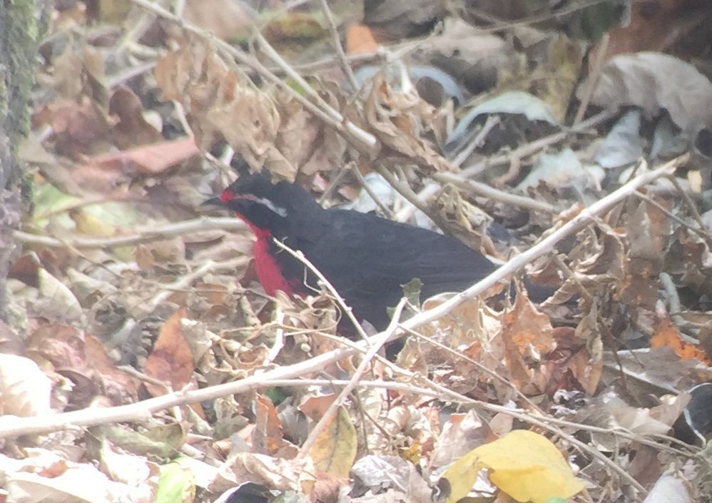 Rosy Thrush-Tanager - ML221586861