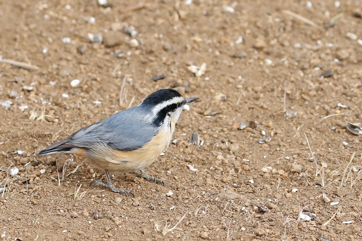 Red-breasted Nuthatch - ML221587691