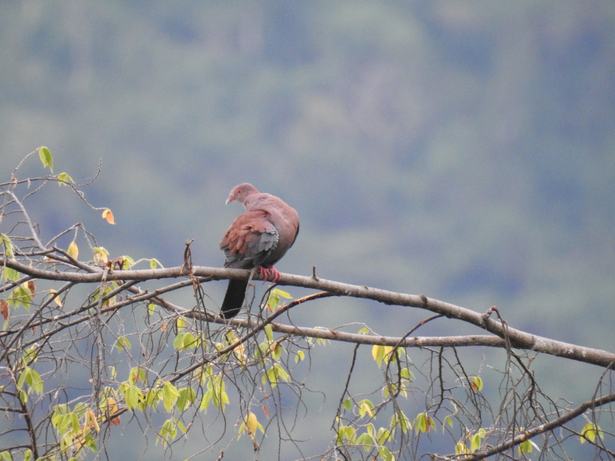 Pigeon du Pérou - ML221587841