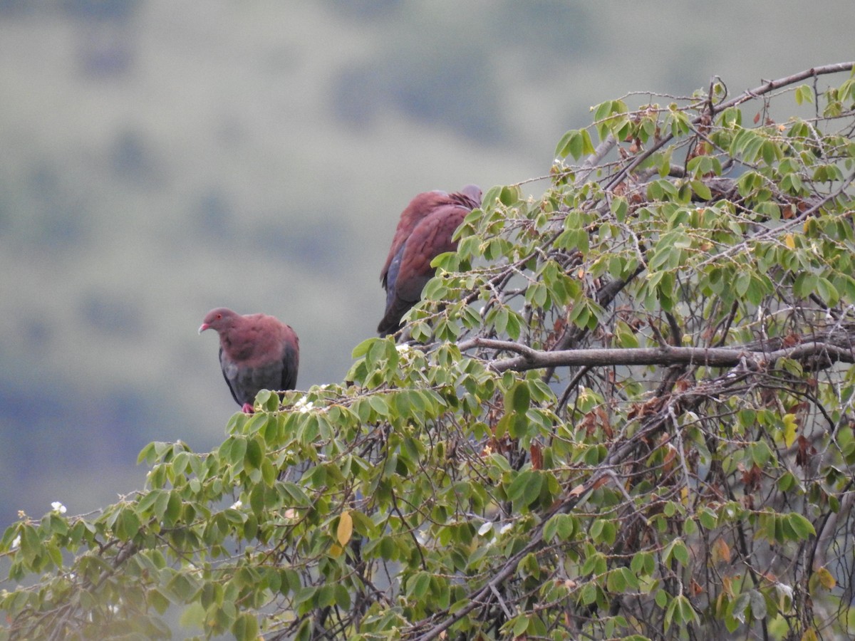 Peruvian Pigeon - ML221587911