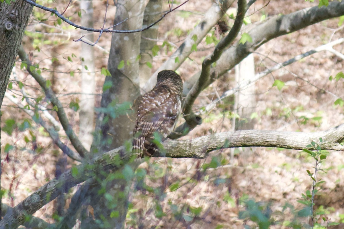 Barred Owl - ML221591471