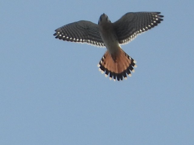 American Kestrel - ML221592141