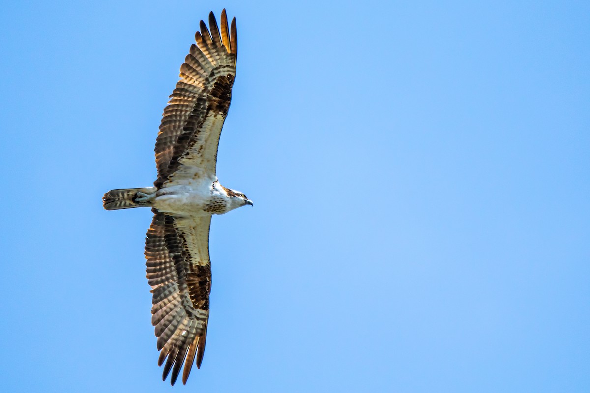 Águila Pescadora - ML221594171