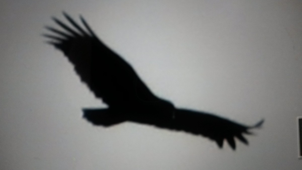 Turkey Vulture - ML22159451