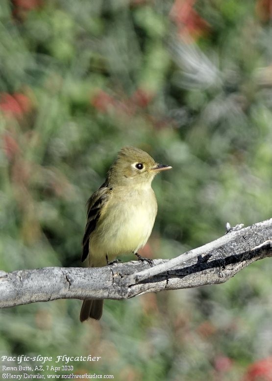 Western Flycatcher (Pacific-slope) - ML221595731