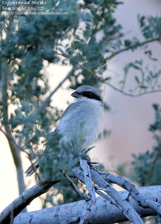 Loggerhead Shrike - ML221595831