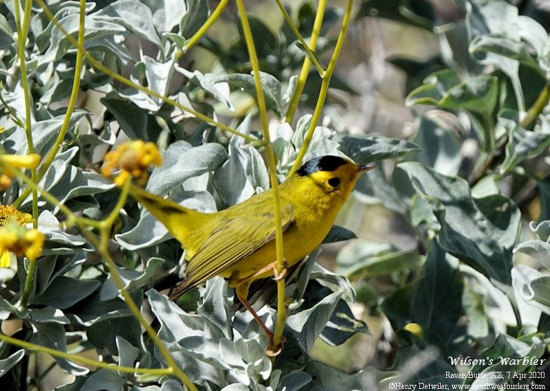 Wilson's Warbler - ML221595981