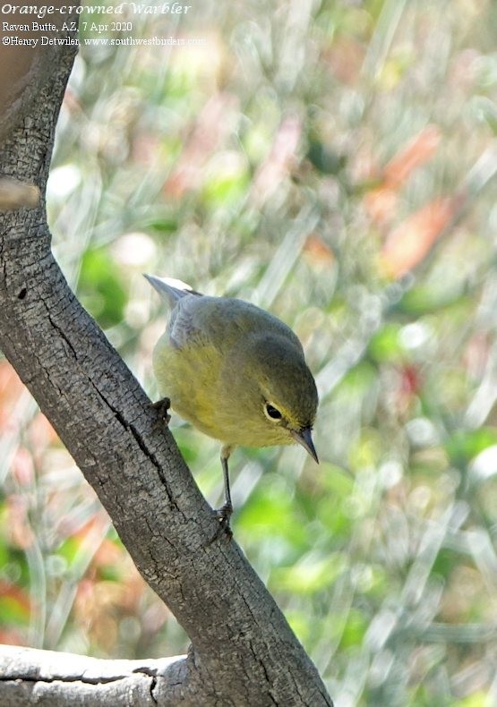 Orange-crowned Warbler - ML221596041