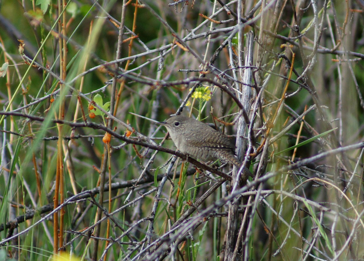 Northern House Wren - ML221599531