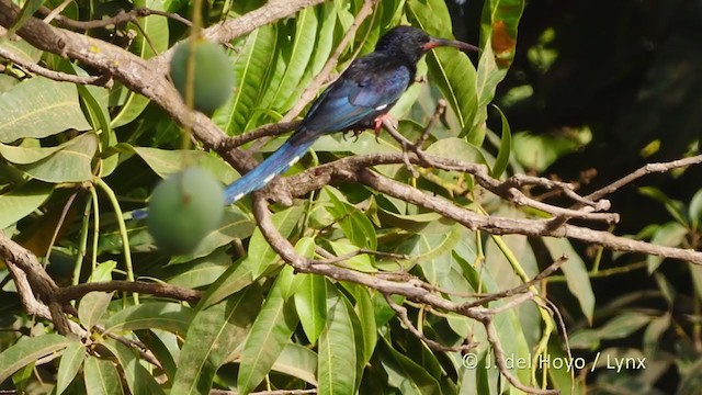 Green Woodhoopoe - ML221600211