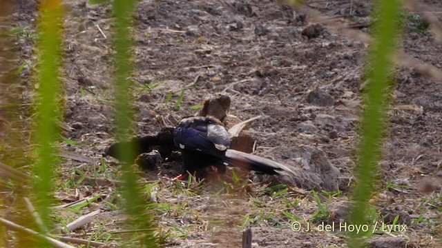 Green Woodhoopoe - ML221600351