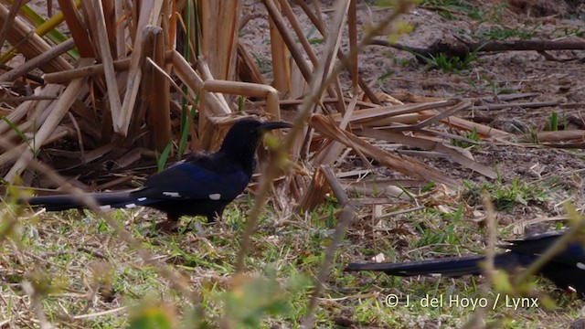 Green Woodhoopoe - ML221600421