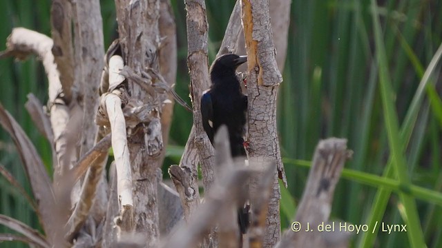 Green Woodhoopoe - ML221600541