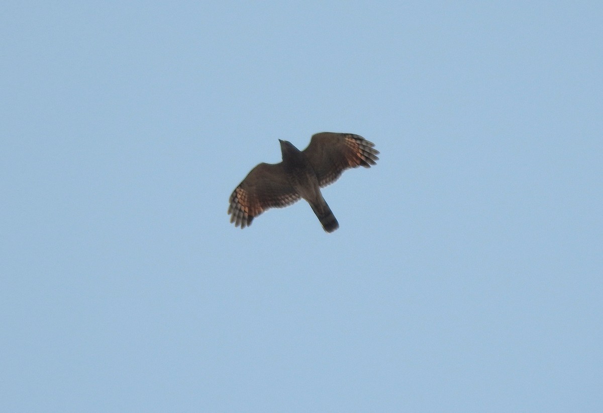 Roadside Hawk - ML221600721