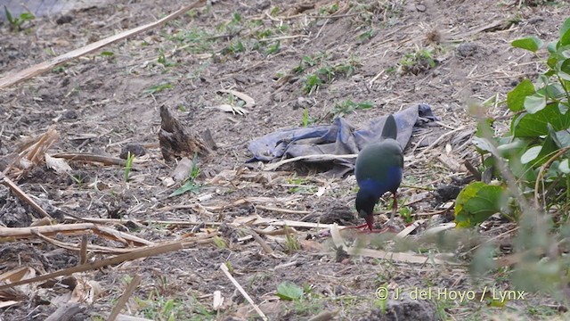 Allen's Gallinule - ML221600861