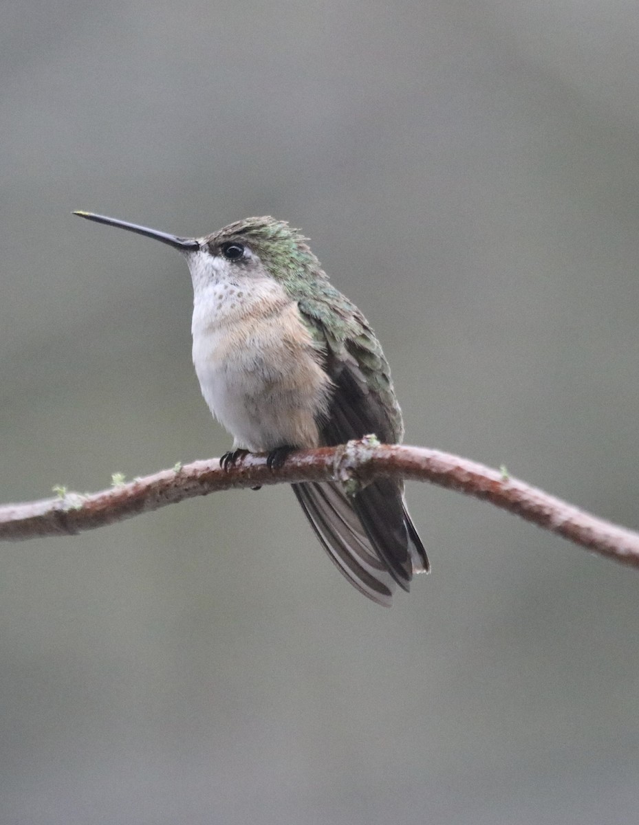 Calliope Hummingbird - Jim Royer