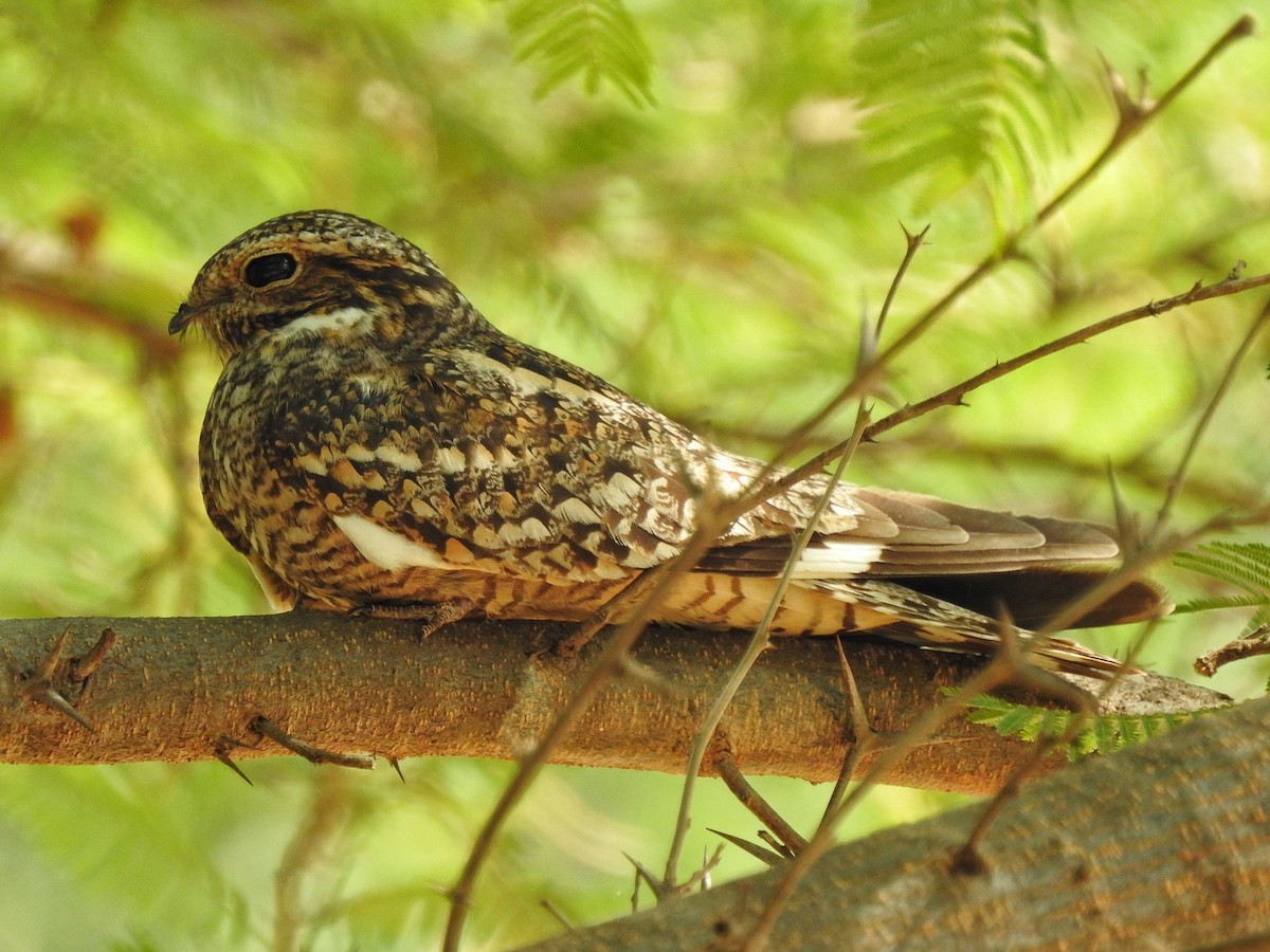 Lesser Nighthawk - ML221603431