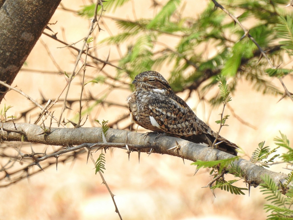 Lesser Nighthawk - ML221603491