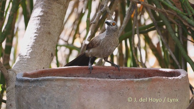 Brown Babbler - ML221603581