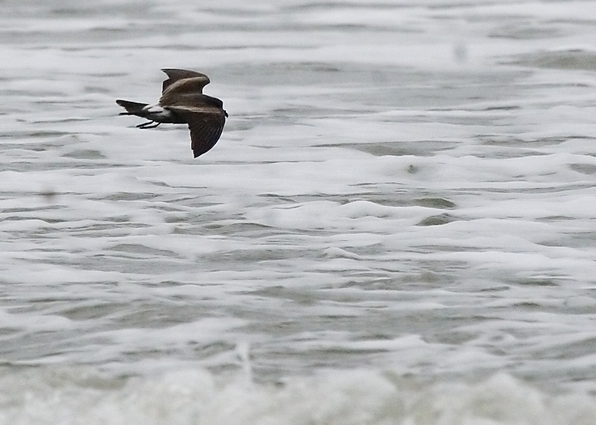 Leach's Storm-Petrel - ML221604681