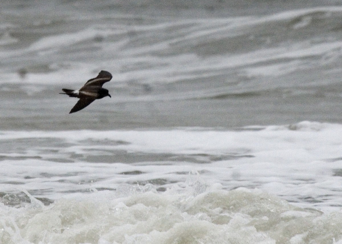 Leach's Storm-Petrel - ML221604721