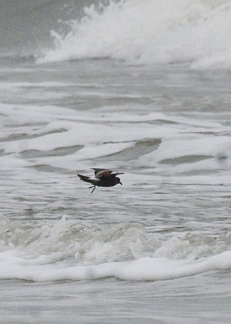 Leach's Storm-Petrel - ML221604741