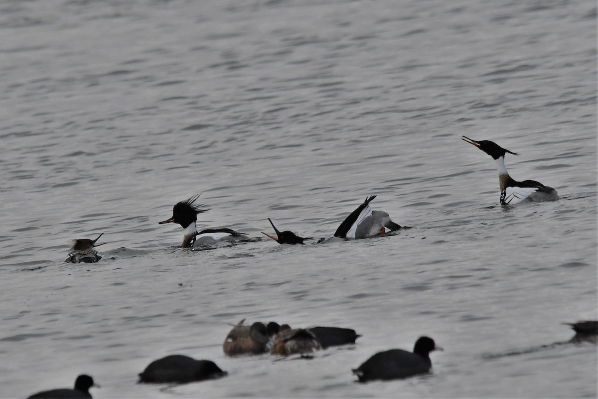 siland - ML221604751