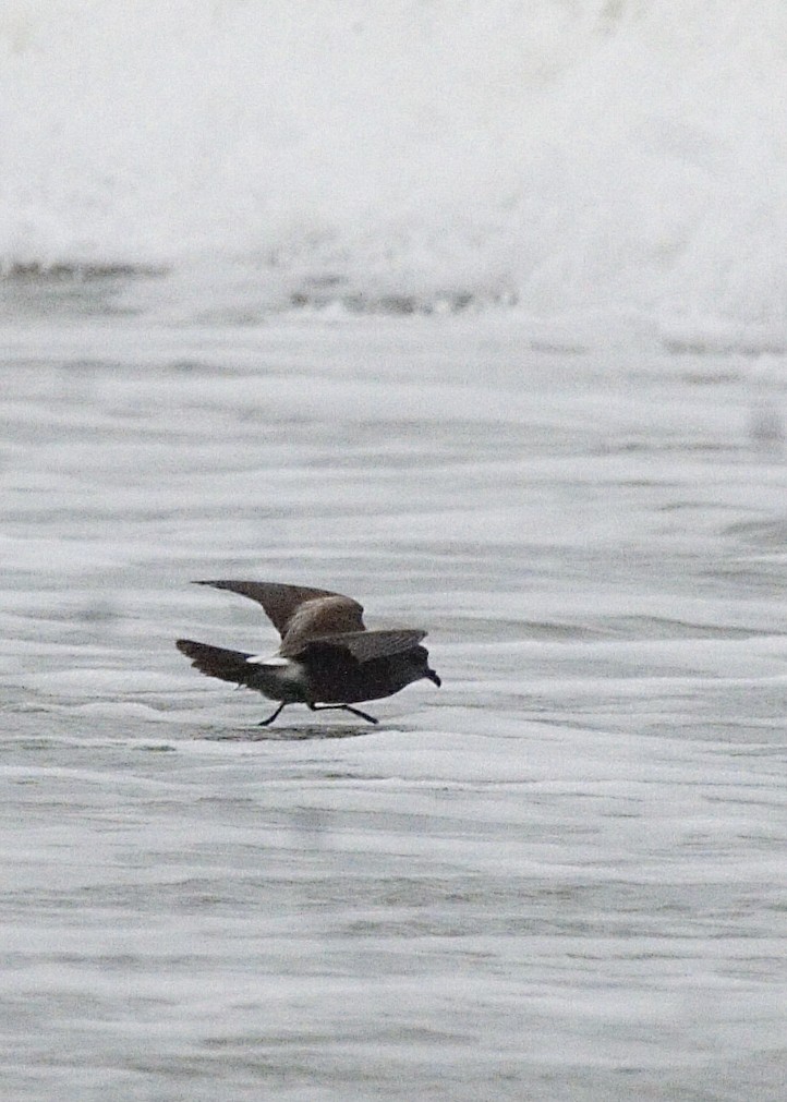 Leach's Storm-Petrel - ML221604761
