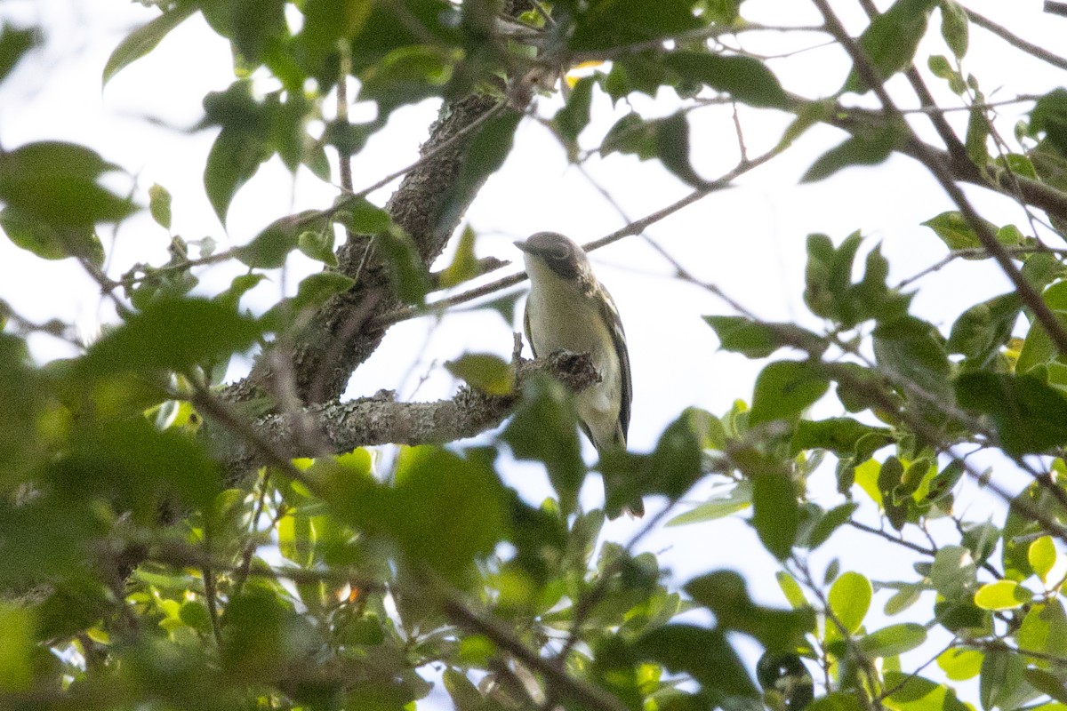 Vireo Solitario - ML221604801